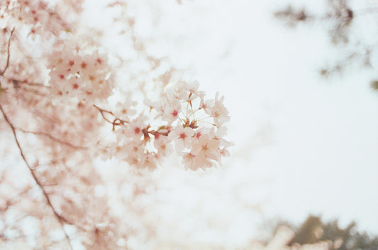 Sakura Energy Unveiled: How to Wear Cherry Blossoms for Mind-Body Alignment